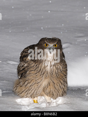 Blakiston s Fisch Eule Bubo Blakistoni Washino Yado Rausu Hokkaido Japan Januar Stockfoto