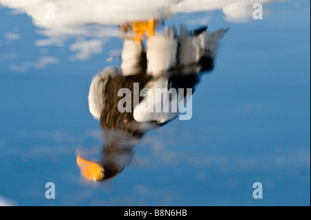 Steller s Adler Haliaeetus Pelagicus Reflexion der Erwachsenen unter Meereis in Nemuro Kanal vor Rausu Hokkaido Japan Februar Stockfoto