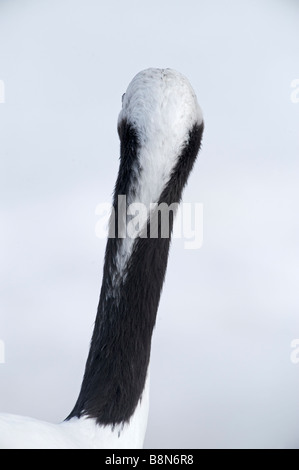 Japanese Red gekrönt Kran Grus Japonensis wenn Nacken Hokkaido Japan Februar anzeigen Stockfoto