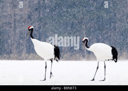 Japanese Red gekrönt Kraniche Grus Japonensis Akan Hokkaido Japan winter Stockfoto