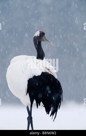 Japanese Red gekrönt Kran Grus Japonensis Akan Hokkaido Japan winter Stockfoto