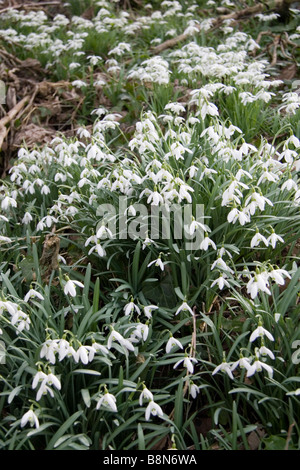 Schneeglöckchen wachsen wild in Somerset, Großbritannien Stockfoto