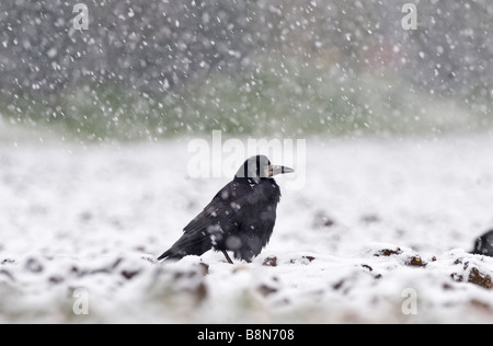 Rook Corvus Frugilegus im Blizzard-Norfolk-winter Stockfoto