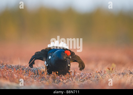 Birkhuhn at Tetrix männlich am Lek Finnland April Stockfoto