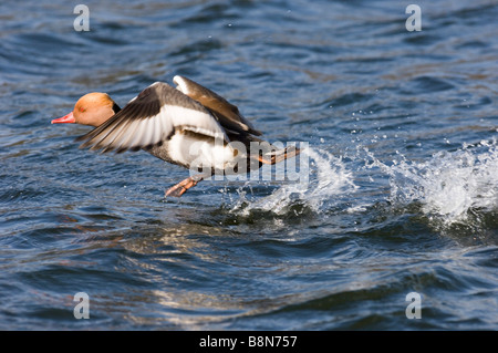 Rot crested Tafelenten Netta Rufina männlichen ausziehen Norfolk UK März Stockfoto