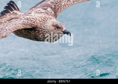 Great Skua Stercorarius Skua Noss Shetland Juni Stockfoto