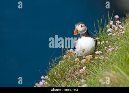 Papageitaucher Fratercula Arctica Sumburgh Head Shetland Juni Stockfoto