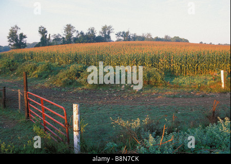 Kornfeld im Sonnenaufgang Licht, Hudson Valley, New York Stockfoto