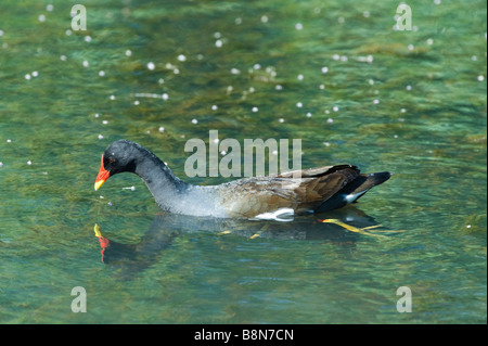 Moorhen Gallinula Chloropus Fütterung Minsmere Suffolk Juni Stockfoto