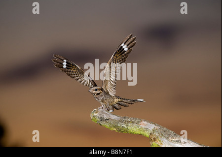 Ziegenmelker Caprimulgus Europaeus männlichen Norfolk Juni Stockfoto