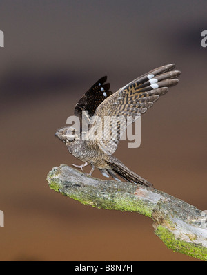 Ziegenmelker Caprimulgus Europaeus männlichen Norfolk Juni Stockfoto