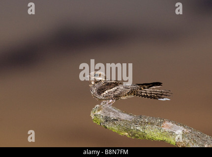 Ziegenmelker Caprimulgus Europaeus männlichen Norfolk Juni Stockfoto