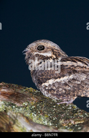 Ziegenmelker Caprimulgus Europaeus männlichen trillernden Song post North Norfolk Juni Stockfoto