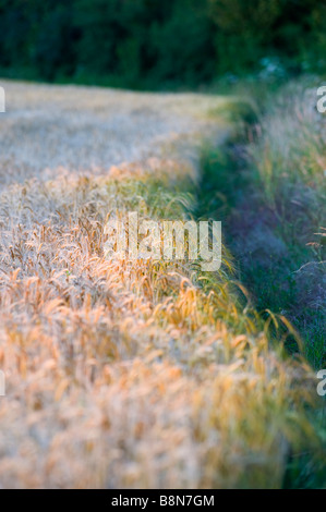 Rand der Ernte Gerste und Hecke Norfolk Juli Stockfoto