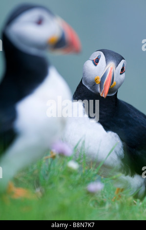 Papageitaucher Fratercula Arctica Sumburgh Head Shetland Juni Stockfoto