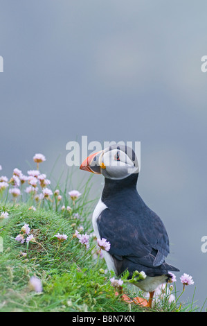 Papageitaucher Fratercula Arctica Sumburgh Head Shetland Juni Stockfoto