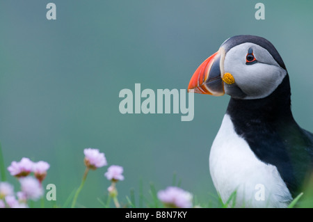 Papageitaucher Fratercula Arctica Sumburgh Head Shetland Juni Stockfoto