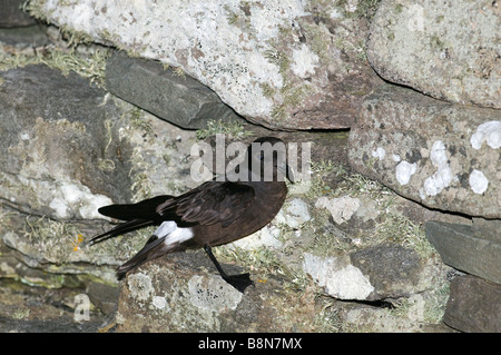 Europäische Sturm Petrel Hydrobates Pelagicus am Brutplatz auf Mousa Broch Mousa Shetland Stockfoto