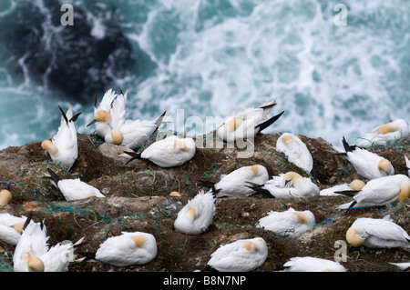 Sula Bassana Tölpelkolonie auf Klippe Hermaness Shetland Juni Stockfoto