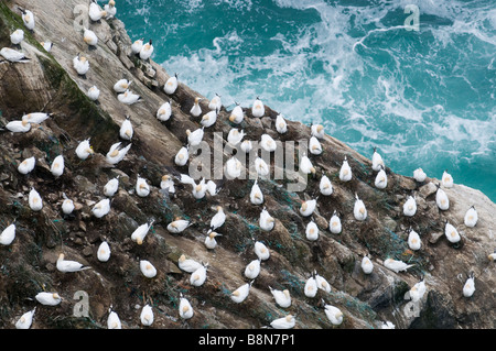 Sula Bassana Tölpelkolonie auf Klippe Hermaness Shetland Juni Stockfoto