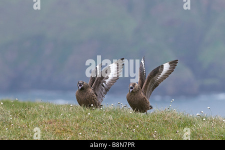 Great Skuas Stercorarius Skua paar Hermaness Shetland Juni anzeigen Stockfoto