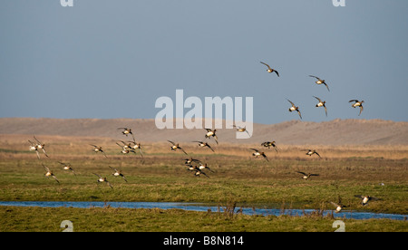 Pfeifente Anas Penelope Herde auf Beweidung Marsh in Salthouse Norfolk Stockfoto