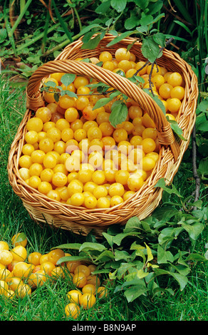 Mirabellen in Korb Stockfoto