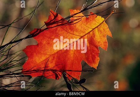 rote Blatt des Northern Red Oak Stockfoto