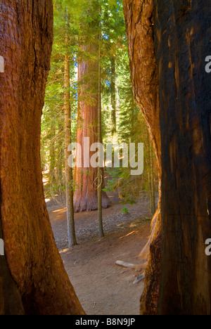 Mammutbäume In Sequoia Nationalpark, Kalifornien, USA Stockfoto