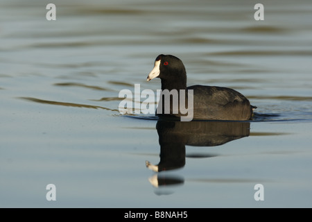 Amerikanisches Blässhuhn Fulica Americana Arizona USA winter Stockfoto