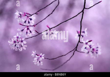 Weinend Higan Kirschblüte. Prunus Subhirtella Pendel Stockfoto