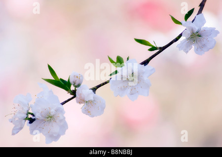 Frühling Blüte der Pfirsichbaum. Weiße Blüten, diffuses rosa Hintergrund. Ast mit Blüten bedeckt Stockfoto