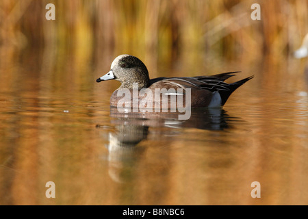 Amerikanische Pfeifente Anas Americana männlichen Arizona USA winter Stockfoto