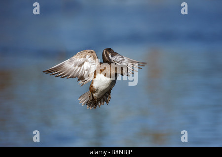 Amerikanische Pfeifente Anas Americana männlichen Arizona USA winter Stockfoto