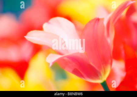 Einzigen rosa Tulpe Blume, gelb und rot diffus Hintergrund. Stockfoto