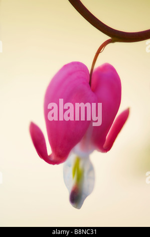 Eine einzelne rosa Blume von blutenden Herzens Blütenstand hängen Stockfoto