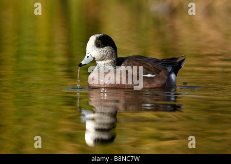 Amerikanische Pfeifente Anas Americana männlichen Arizona USA winter Stockfoto