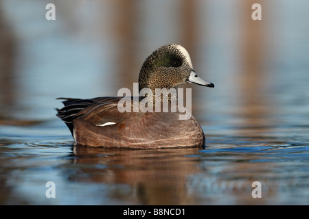 Amerikanische Pfeifente Anas Americana männlichen Arizona USA winter Stockfoto
