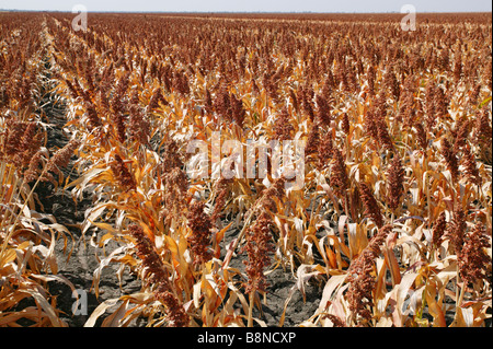 Eine große Sorghum Feld reif für die Ernte Stockfoto