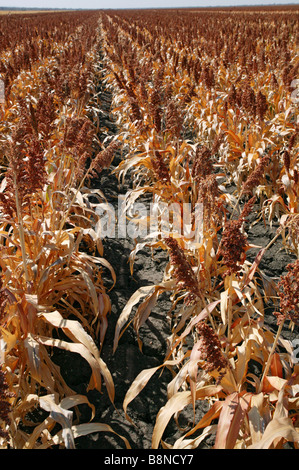 Eine große Sorghum Feld reif für die Ernte Stockfoto