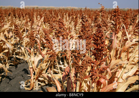 Eine große Sorghum Feld reif für die Ernte Stockfoto