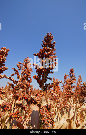 Eine große Sorghum Feld reif für die Ernte Stockfoto