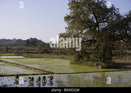 Frauen, die Pflanzen Reis in einem Reisfeld in Indien Stockfoto