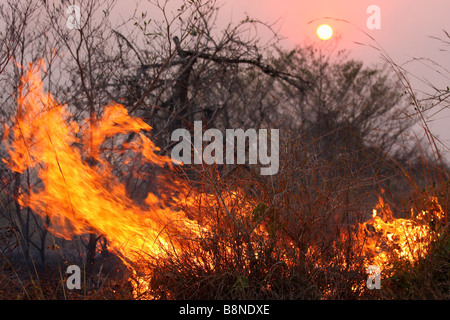 Veld Feuersbrunst im Tembe Elephant Park Stockfoto