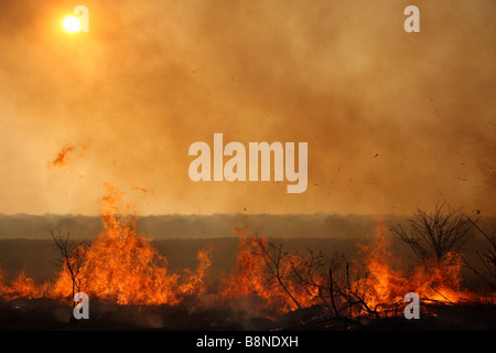 Veld Feuersbrunst im Tembe Elephant Park Stockfoto