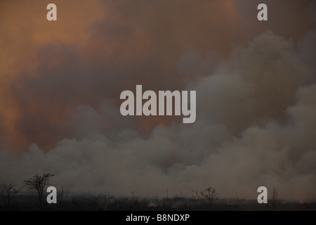 Dicke Wolken grau Rauch während wütende Veld Brandschutz im Tembe Elephant Park Stockfoto