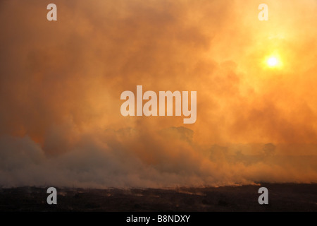 Dicke Wolken von Rauch während Veld Feuersbrunst im Tembe Elephant Park Stockfoto