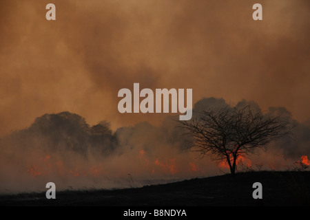 Dicke Wolken grau Rauch während wütende Veld Brandschutz im Tembe Elephant Park Stockfoto