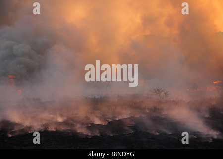 Dicke Wolken grau Rauch während wütende Veld Brandschutz im Tembe Elephant Park Stockfoto