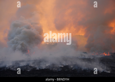 Dicke Wolken grau Rauch während wütende Veld Brandschutz im Tembe Elephant Park Stockfoto